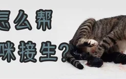 怎么帮猫咪接生