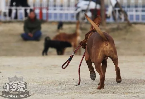 红骨猎浣熊犬大小便怎么训练 红骨猎浣熊犬排便训练