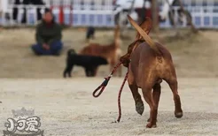 红骨猎浣熊犬大小便怎么训练 红骨猎浣熊犬排便训练