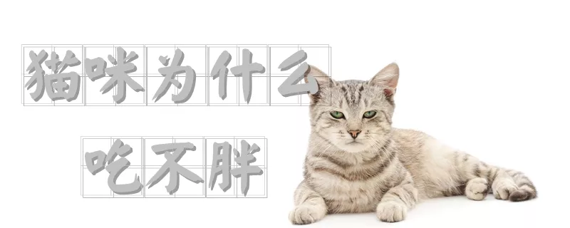 猫咪为什么吃不胖