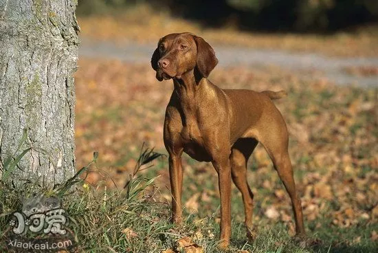 维希拉猎犬发烧怎么治疗 维希拉猎犬发烧处理方法1