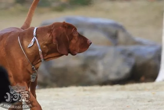 红骨猎浣熊犬怎么训练随行 红骨猎浣熊犬随行训练