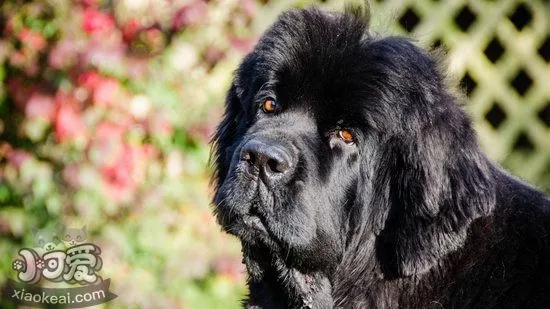 纽芬兰犬乱叫怎么制止 纽芬兰犬禁止乱吠叫方法1