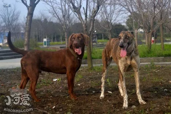 细犬刚出生怎么喂 刚出生的中国细犬喂养护理方法1