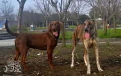 细犬刚出生怎么喂 刚出生的中国细犬喂养护理方法