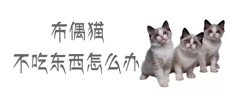 布偶猫不吃东西怎么办