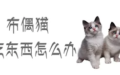 布偶猫不吃东西怎么办