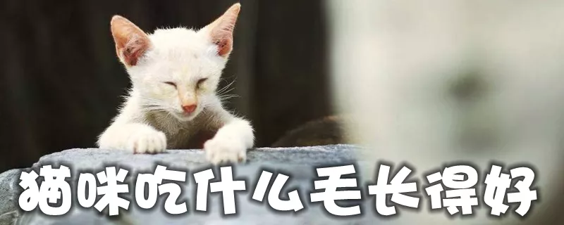 猫咪吃什么毛长得好