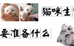 猫咪生宝宝需要准备什么