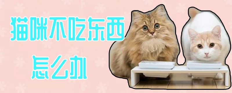 猫咪不吃东西怎么办