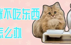 猫咪不吃东西怎么办