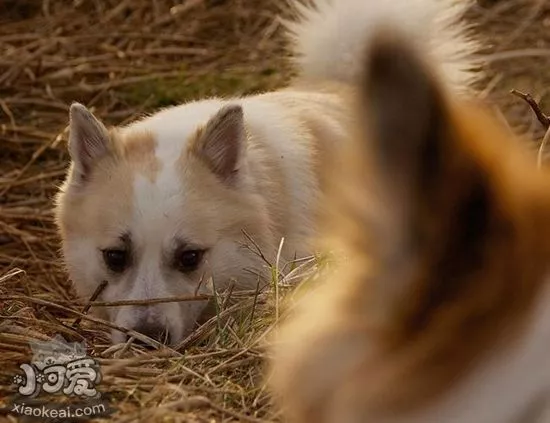 冰岛牧羊犬怎么护理 冰岛牧羊犬日常护理技巧