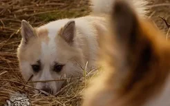 冰岛牧羊犬怎么护理 冰岛牧羊犬日常护理技巧