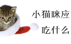 小猫咪应该吃什么