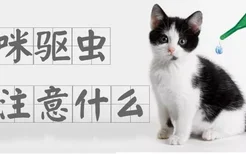 猫咪驱虫要注意什么