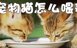 宠物猫怎么喂养