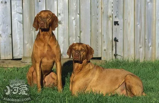 维希拉猎犬鼻子干是怎么回事 维希拉猎犬鼻子干处理方法1