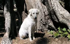 怎么预防库瓦兹犬贫血 库瓦兹犬贫血防治方法