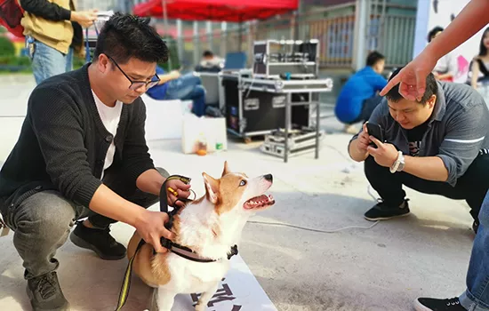 长沙科学预防狂犬病，一群宠物狗领到“电子身份证”