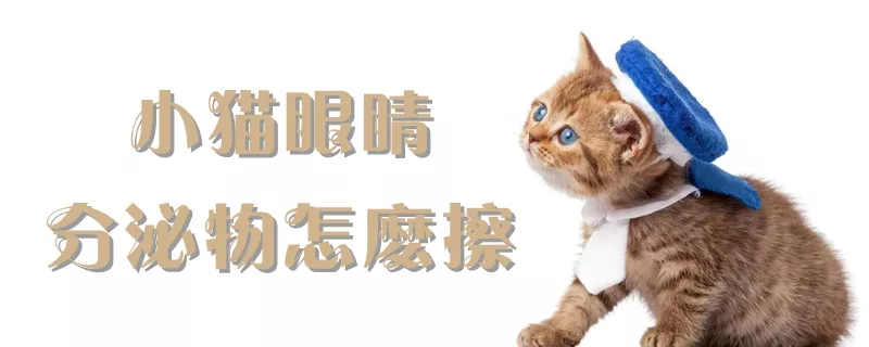 小猫眼睛分泌物怎么擦