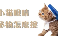 小猫眼睛分泌物怎么擦