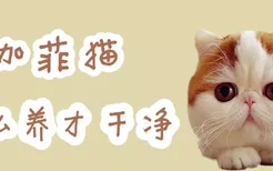 加菲猫怎么养才干净