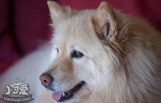 芬兰拉普猎犬怎么剪指甲 芬兰拉普猎犬剪指甲步骤