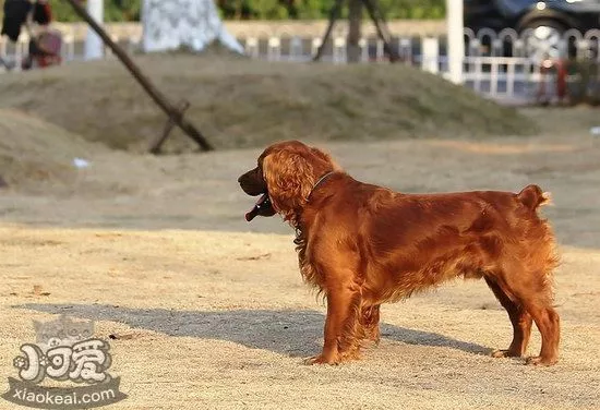 田野小猎犬长虱子了怎么办 田野小猎犬除虱小技巧1