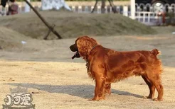 田野小猎犬长虱子了怎么办 田野小猎犬除虱小技巧