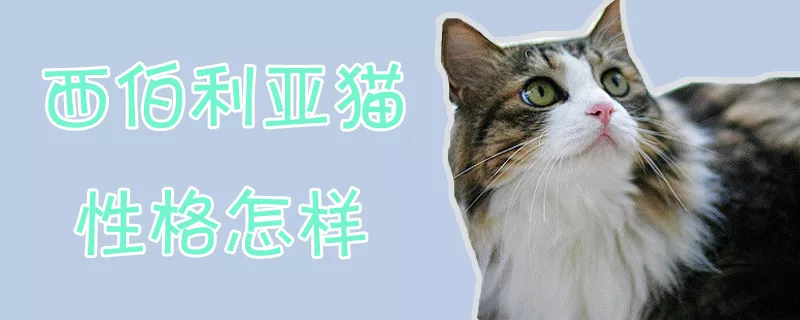 西伯利亚猫性格怎样