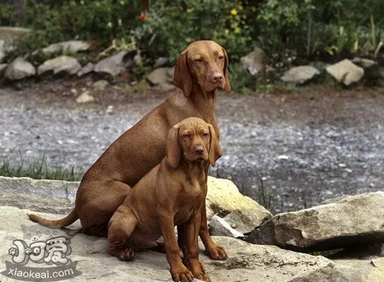 维希拉猎犬耳朵怎么清洁 维希拉猎犬耳朵护理方法1