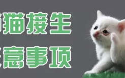 猫猫接生注意事项