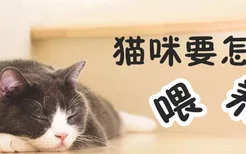 猫咪要怎么喂养