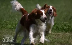 威尔士跳猎犬每天喂几次 威尔士跳猎犬喂食次数