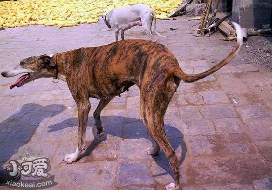 格力犬幼犬吃什么好 灵缇犬幼犬饮食注意事项1