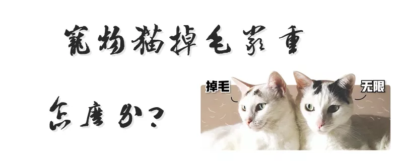 宠物猫掉毛严重怎么办