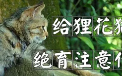 给狸花猫做绝育注意什么