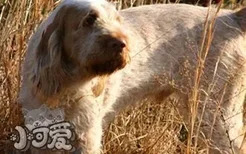 史毕诺犬呕吐怎么回事 史毕诺犬呕吐原因介绍