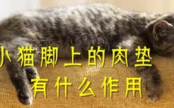 小猫脚上的肉垫有什么作用