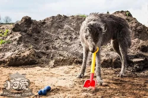 苏格兰猎鹿犬有耳螨怎么治疗 耳螨治疗方法介绍