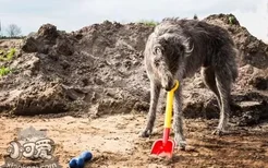 苏格兰猎鹿犬有耳螨怎么治疗 耳螨治疗方法介绍