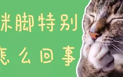 猫咪脚特别热怎么回事