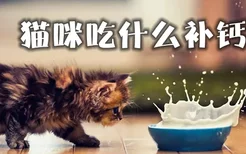 猫咪吃什么补钙