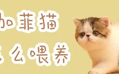 加菲猫怎么喂养