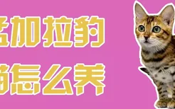 孟加拉豹猫怎么养