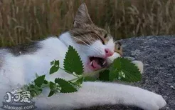 猫薄荷可以吃吗 食用猫薄荷应该注意什么