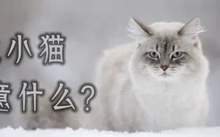 生小猫注意什么