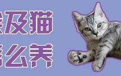 埃及猫怎么养