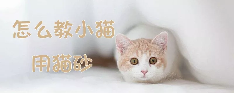 怎么教小猫用猫砂