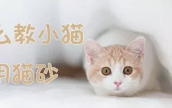 怎么教小猫用猫砂